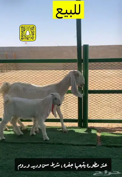 عنز مطوره يتبعها جفره 0