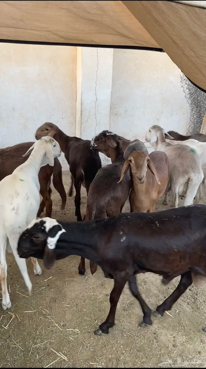 طليان سواكن مرابي كاش او عن طريق تابي 4