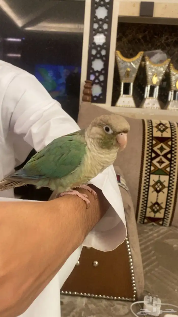 كنيور للبيع 0