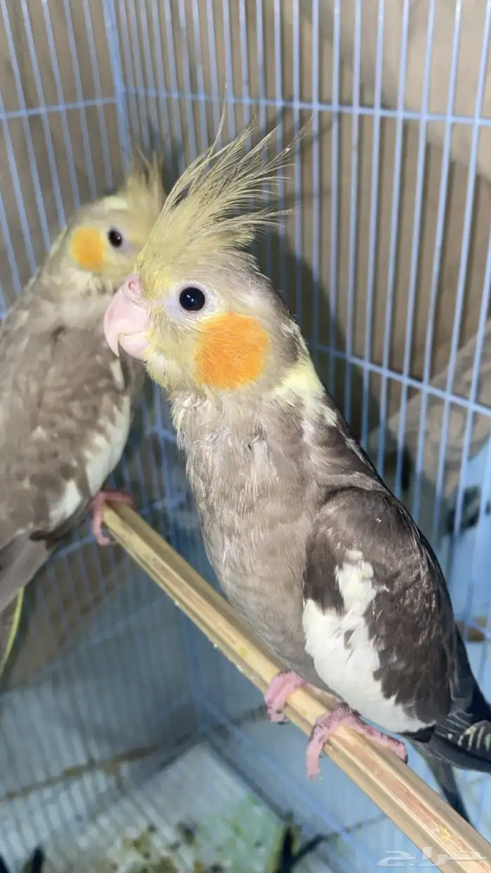 فروخ كروان و فروخ روز 2