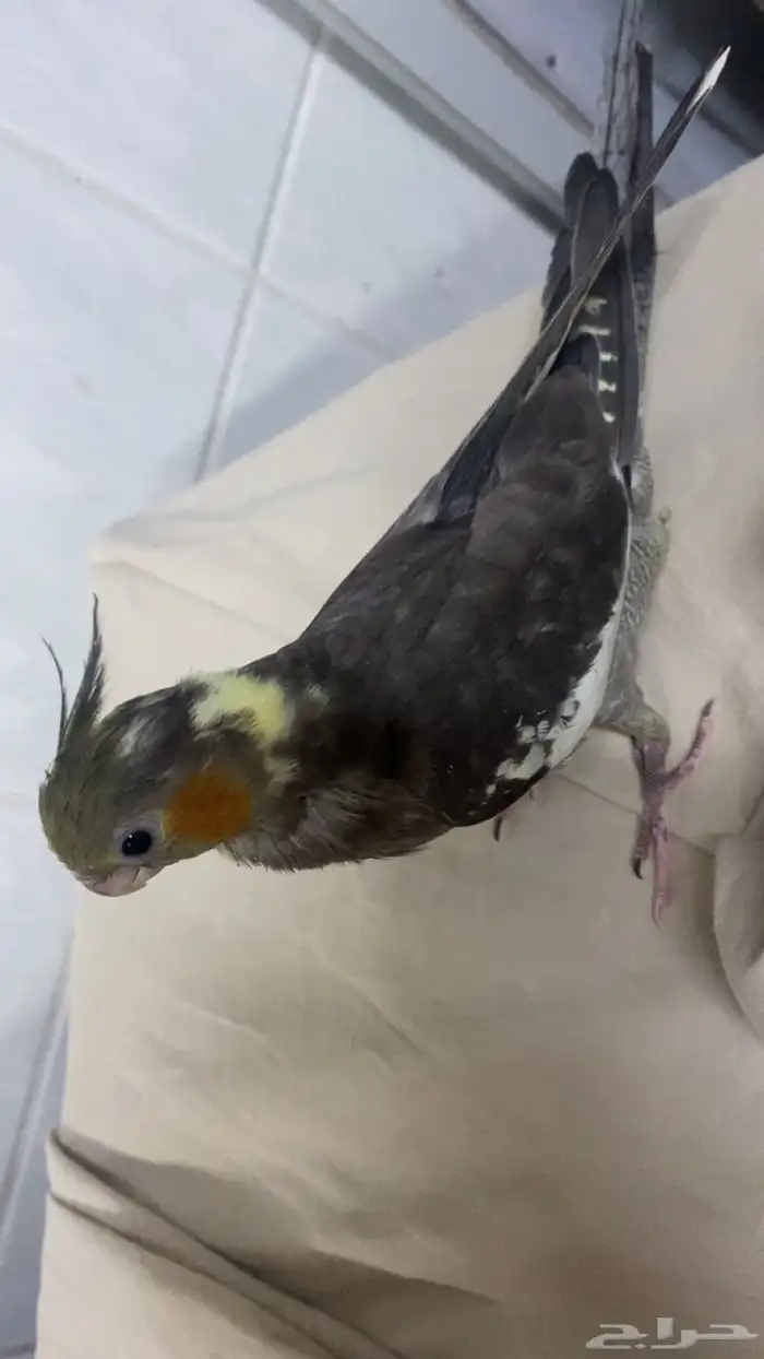 فروخ كروان و فروخ روز 1