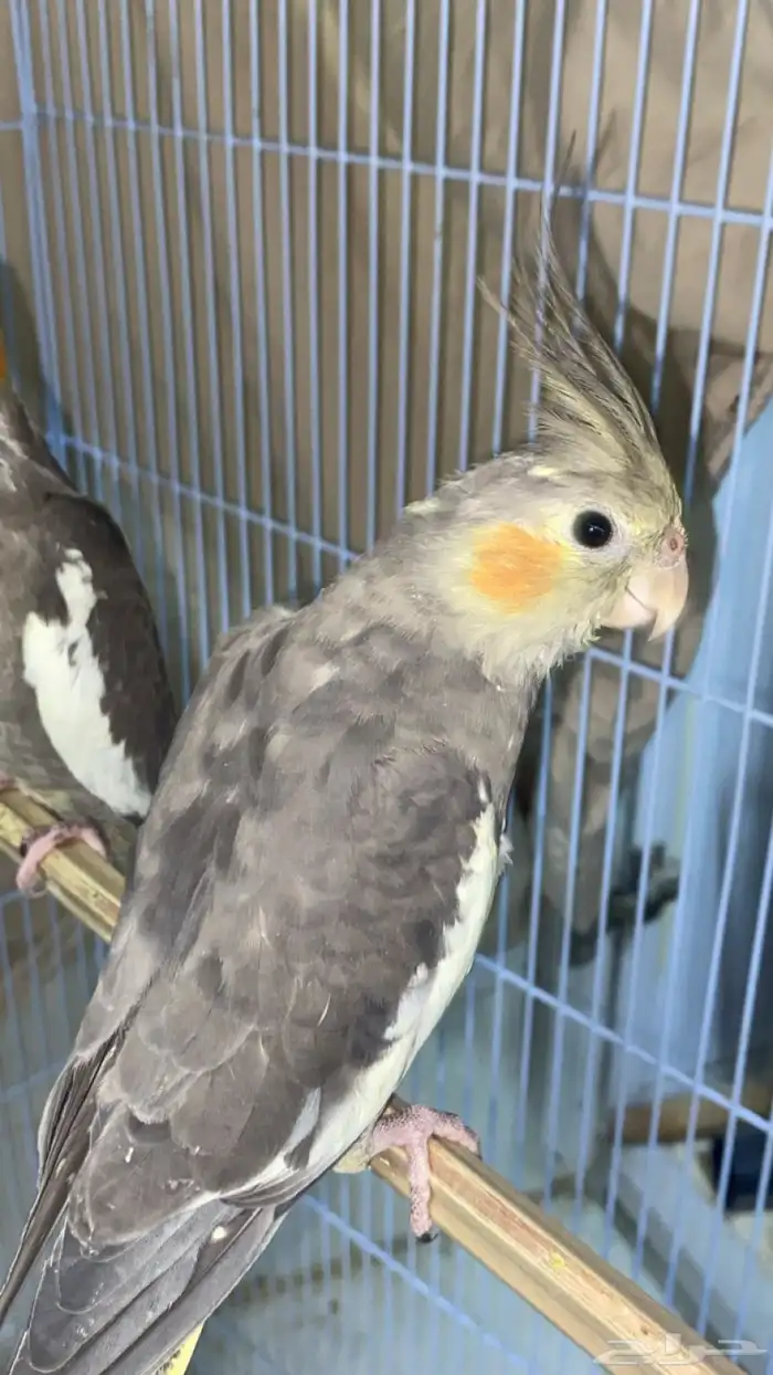 فروخ كروان و فروخ روز 3