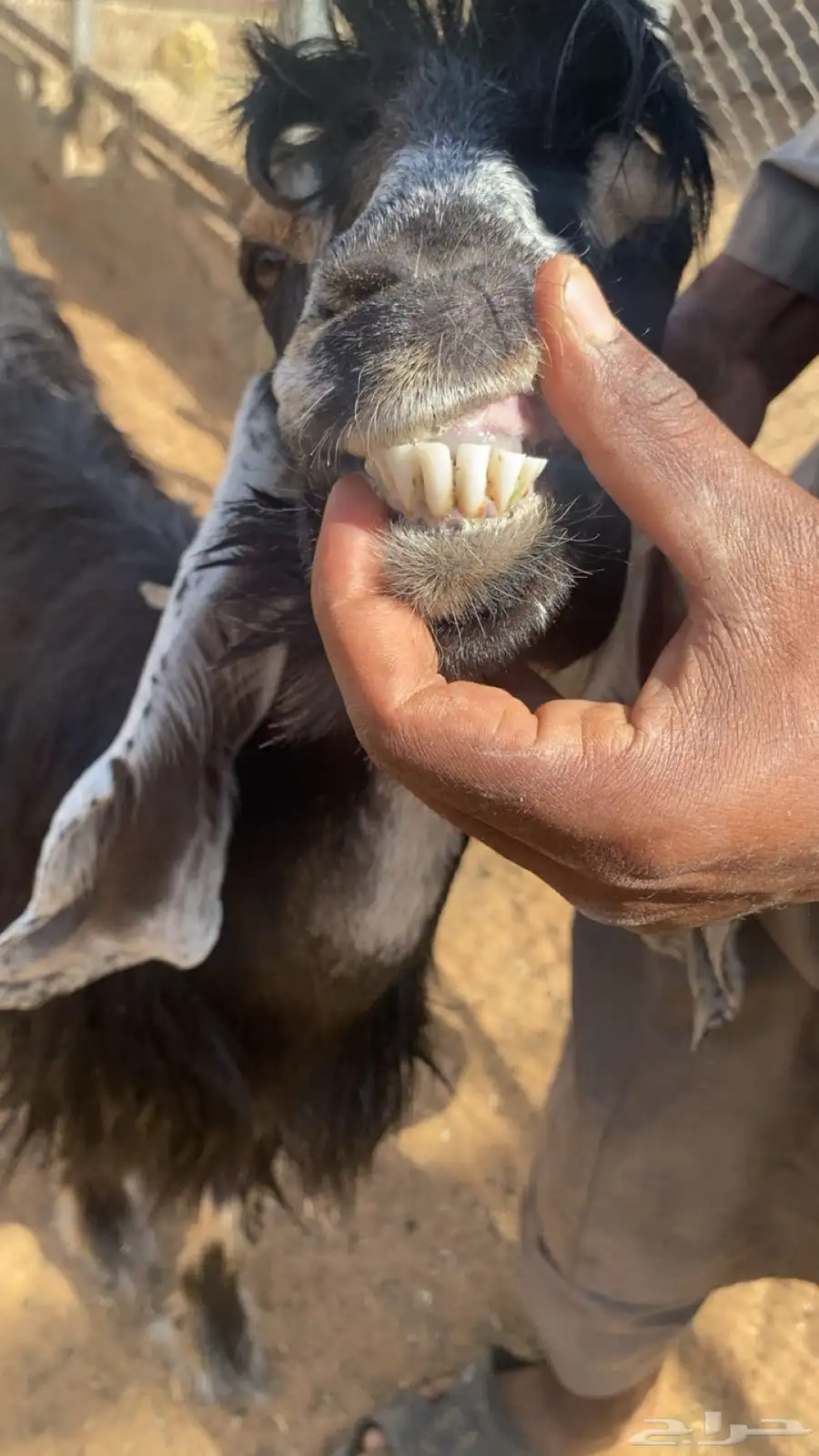 تم البيع 3
