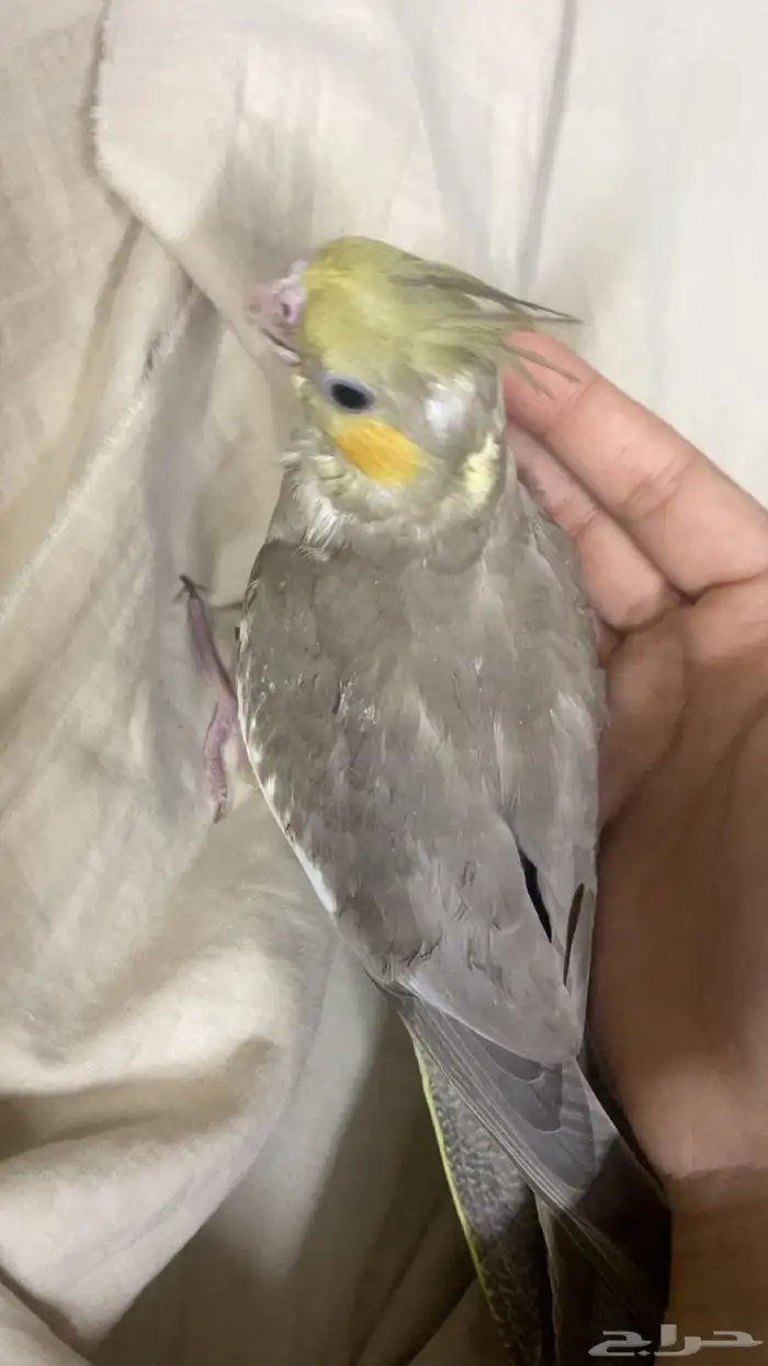 فروخ كروان و فروخ روز 0