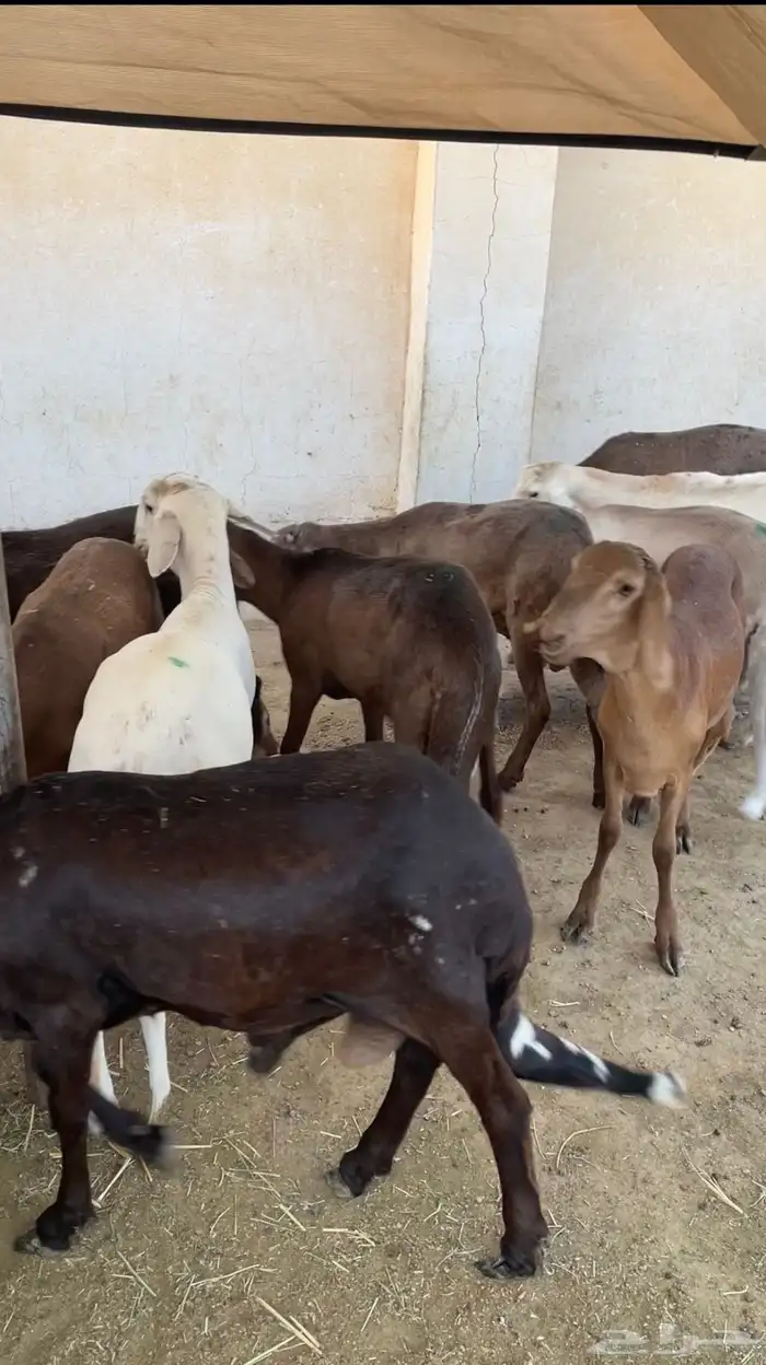 طليان سواكن مرابي كاش او عن طريق تابي 3