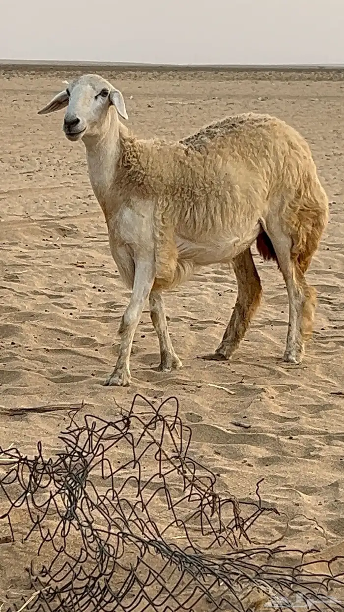 رخاله حريه صنف تم البيع 0