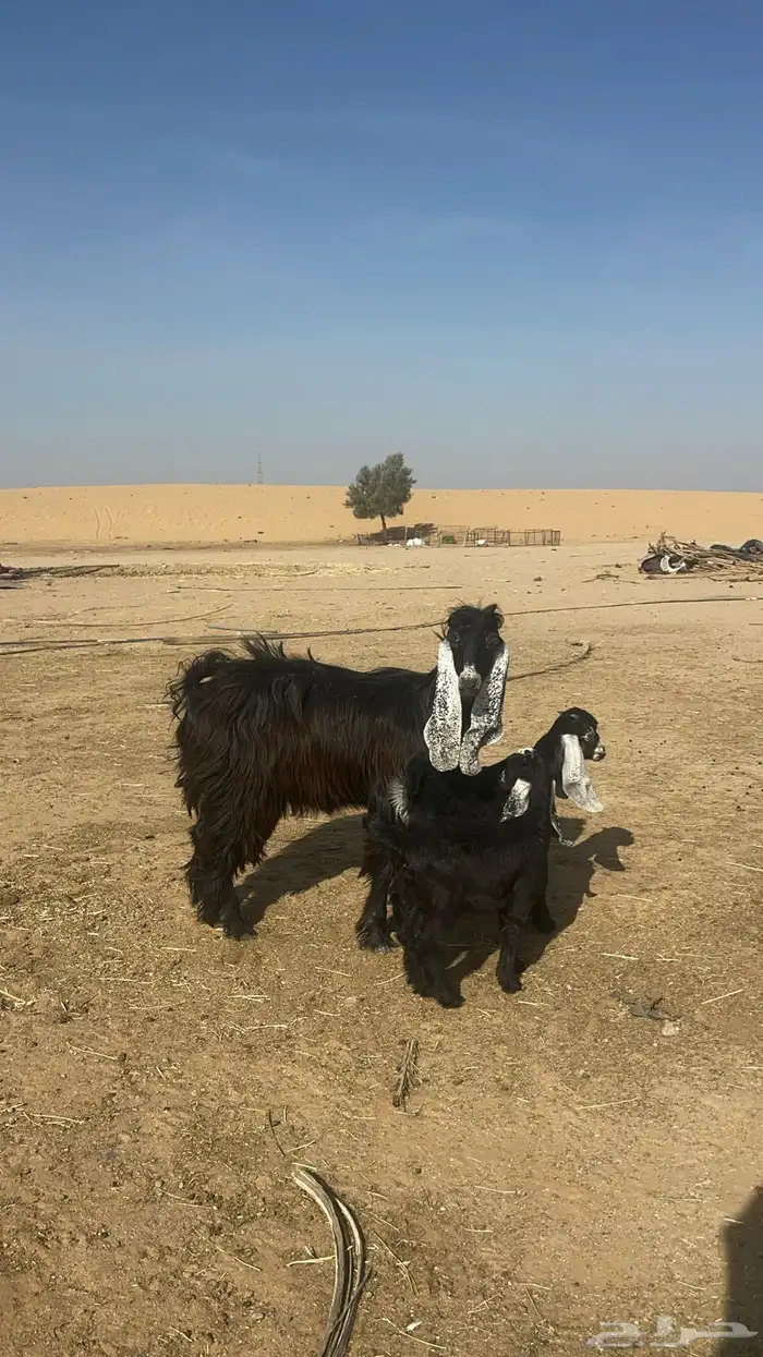 عارضيه ثنيه معها ثنين 1