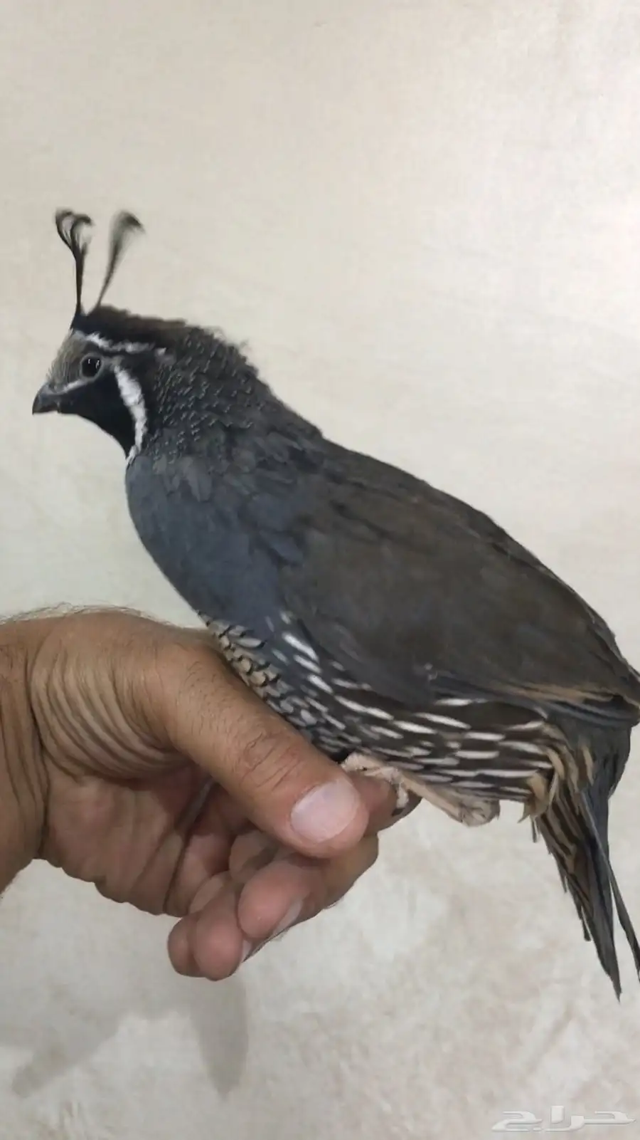 سمان كاليفورنيا 2