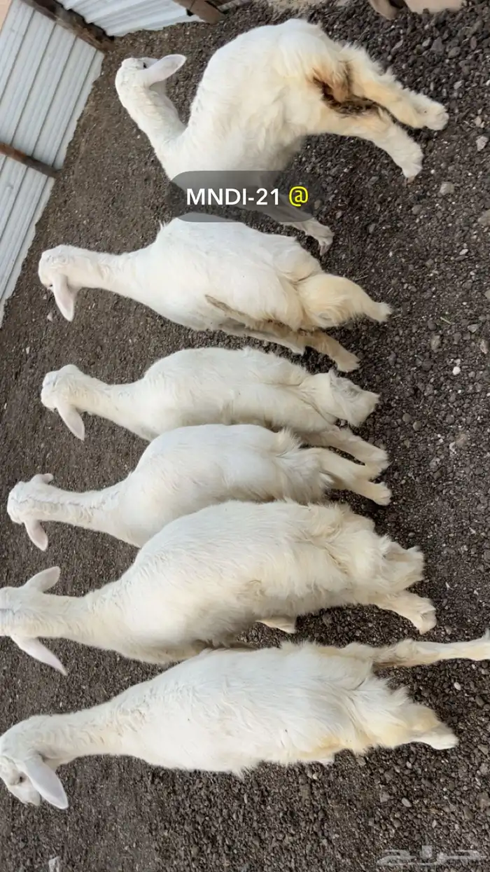الحنيذ الجنوبي على اصوله 7