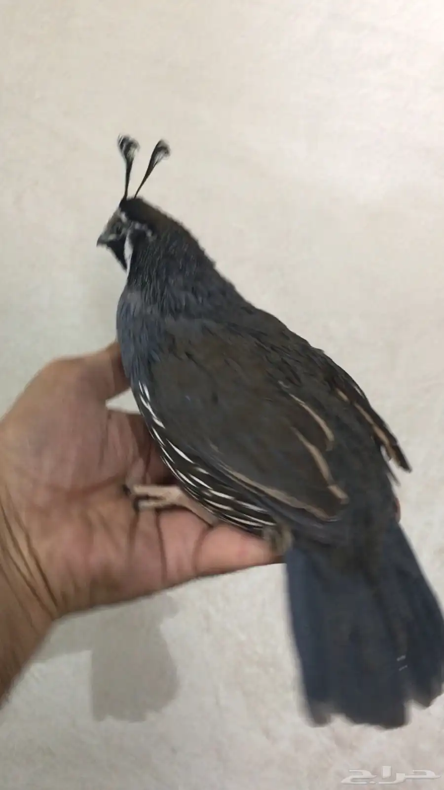 سمان كاليفورنيا 7