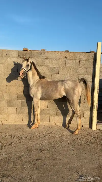 حصان شعبي 2