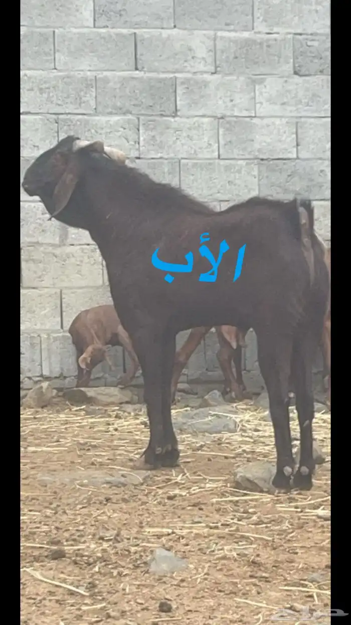 مشروع فحل هجين فاخر 4