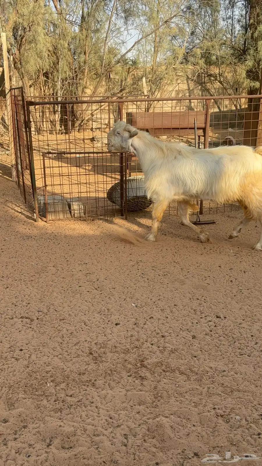 فحل ابيض ابرص جرم طيب 4