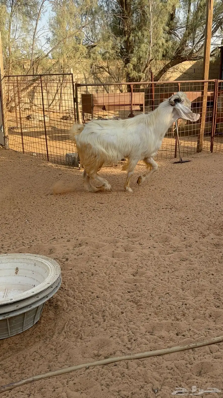 فحل ابيض ابرص جرم طيب 3