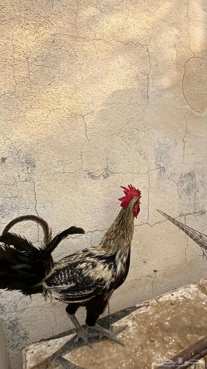 ديوكه للبيع 0