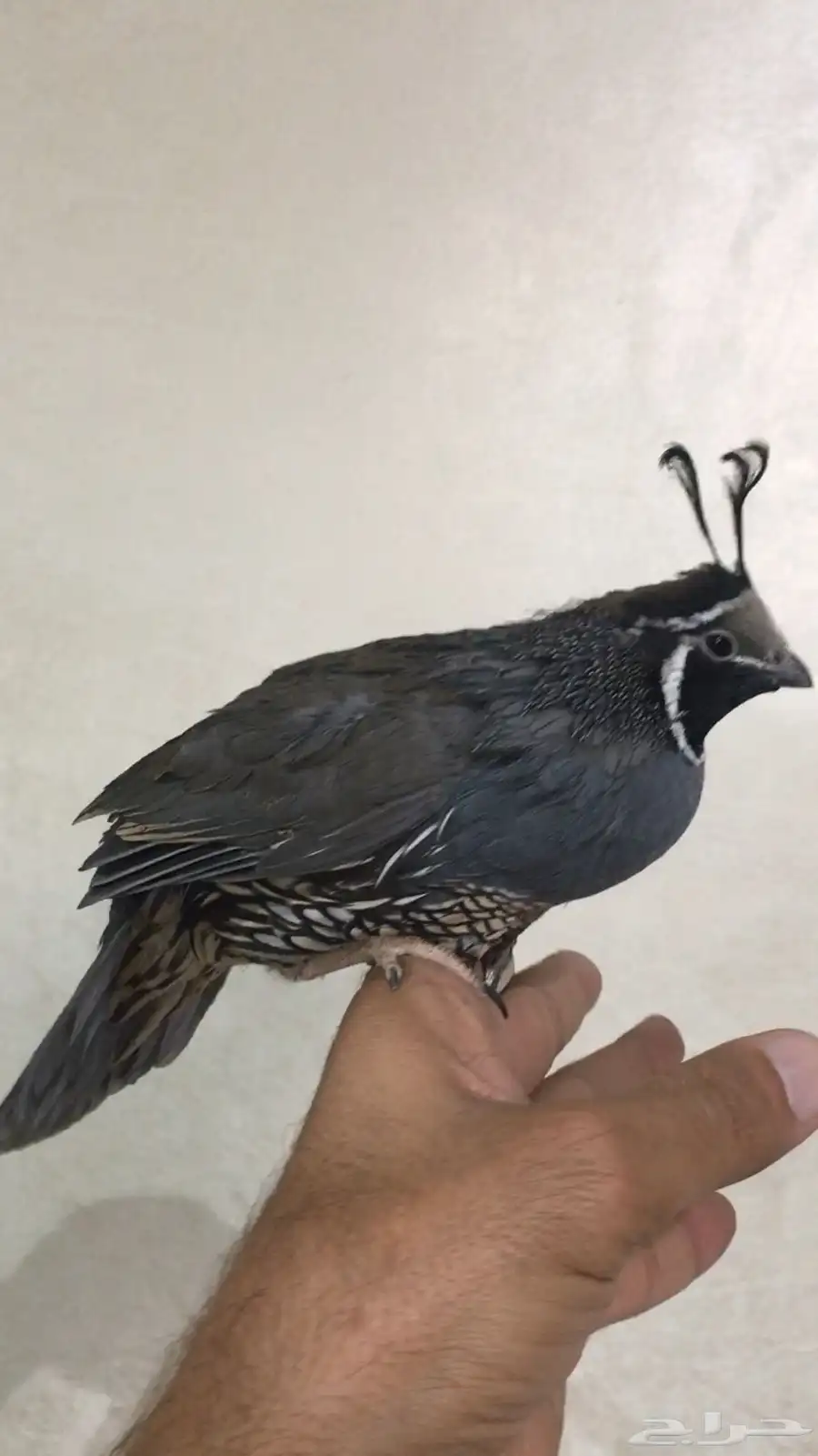 سمان كاليفورنيا 0