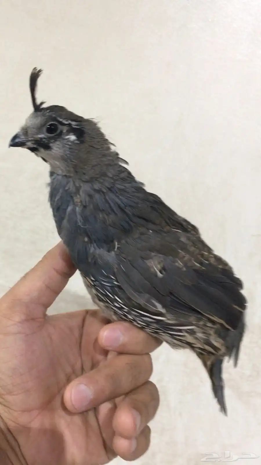 سمان كاليفورنيا 13