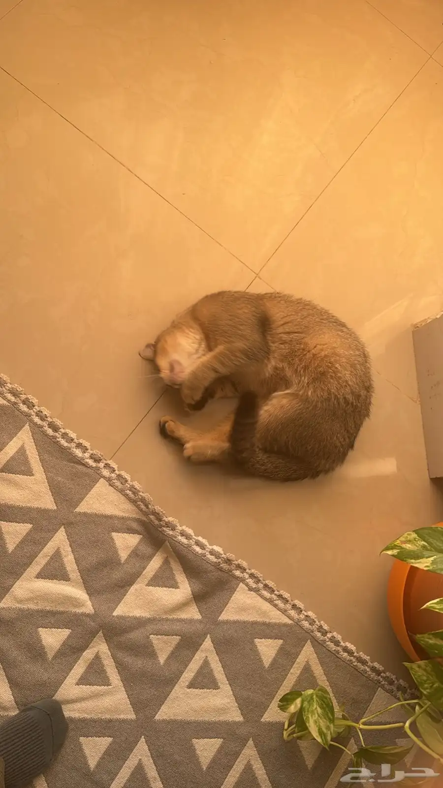 قطط 2