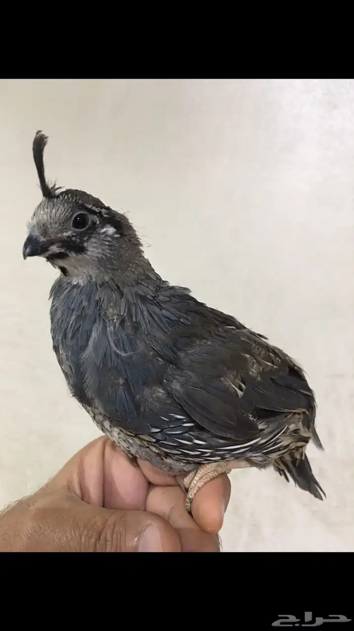 سمان كاليفورنيا 11