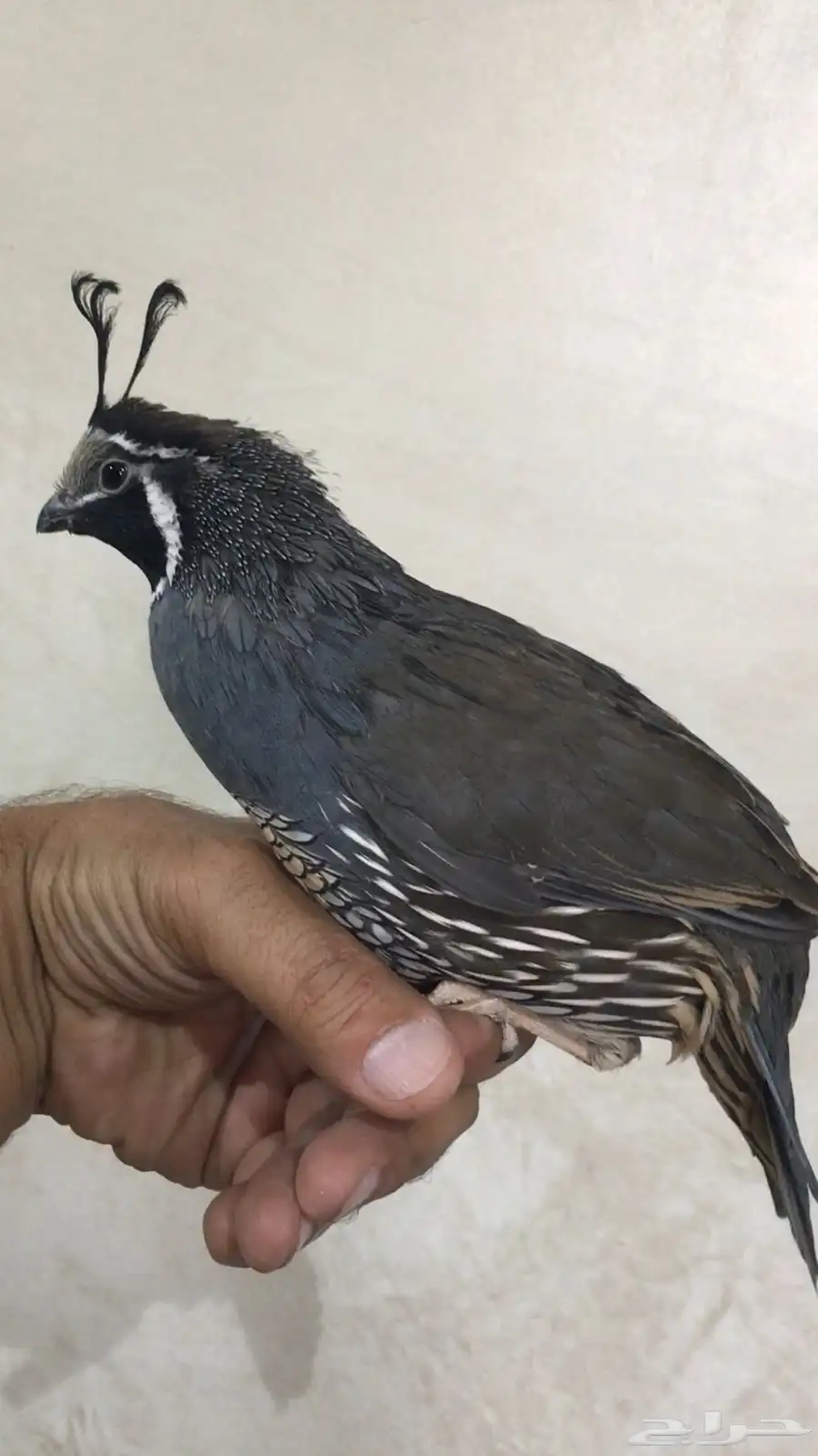 سمان كاليفورنيا 4