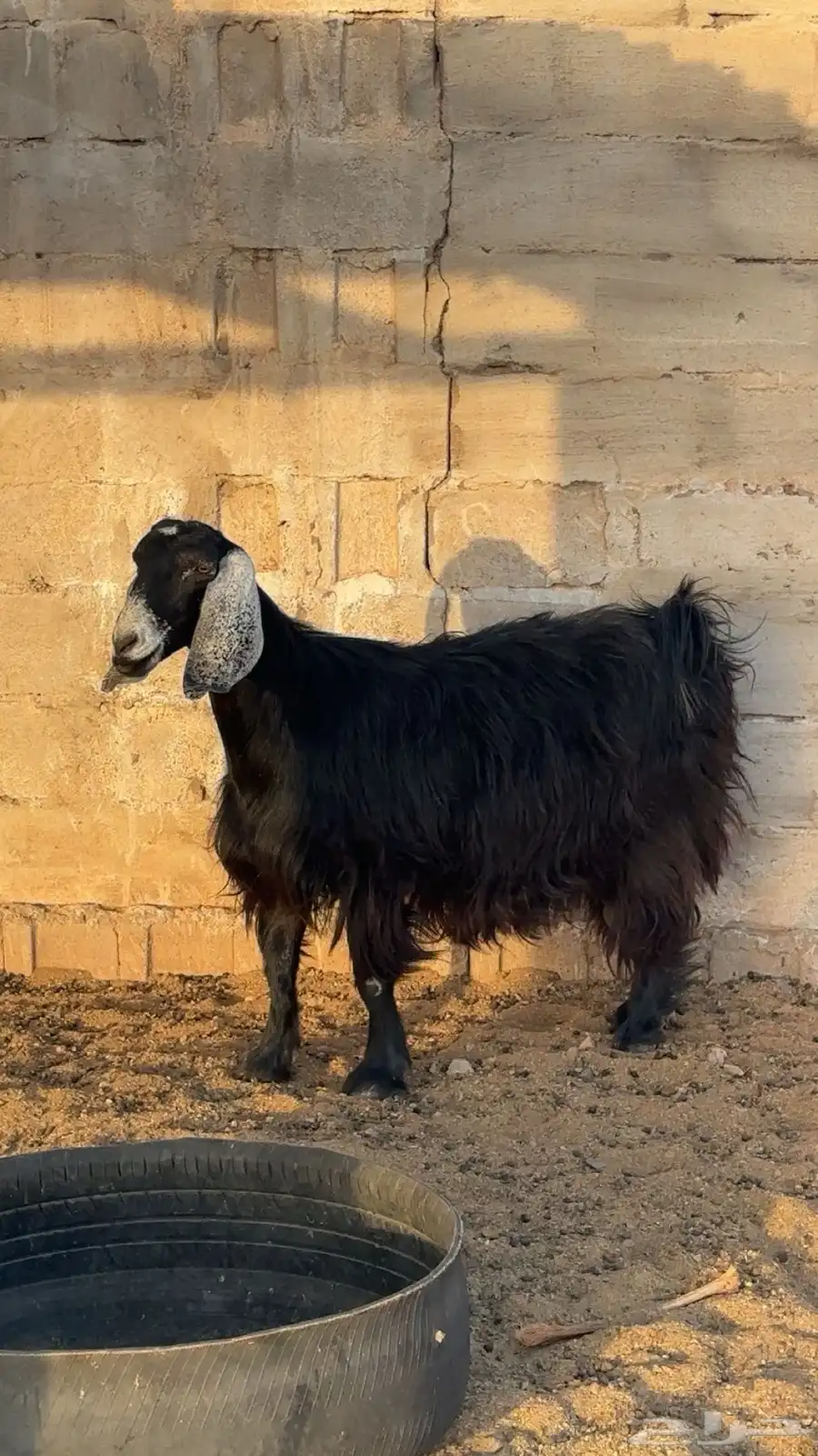 للبيع عنز عارضيه دافع سدس 0