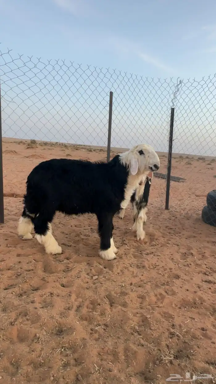 طليان نجد 3