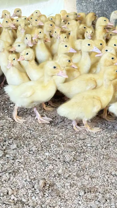 صوص بط بكيني 1