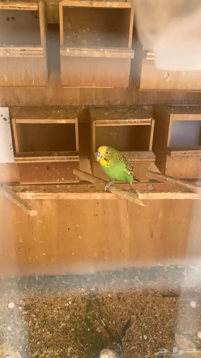 اناثي طيور حب 0