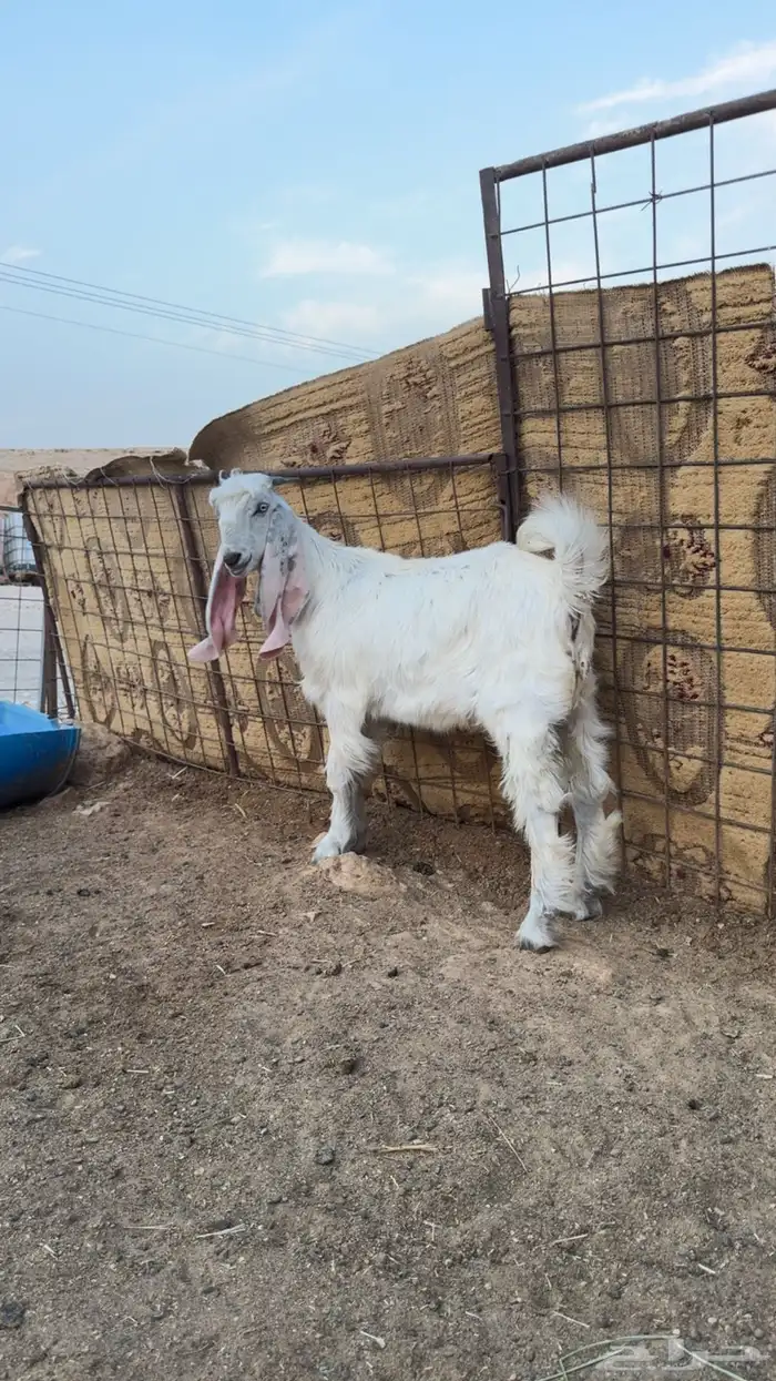 ذبايح تيوس وجفرات منادي نظيفه من الامراض وفل شحم يوجد صلاخه 2
