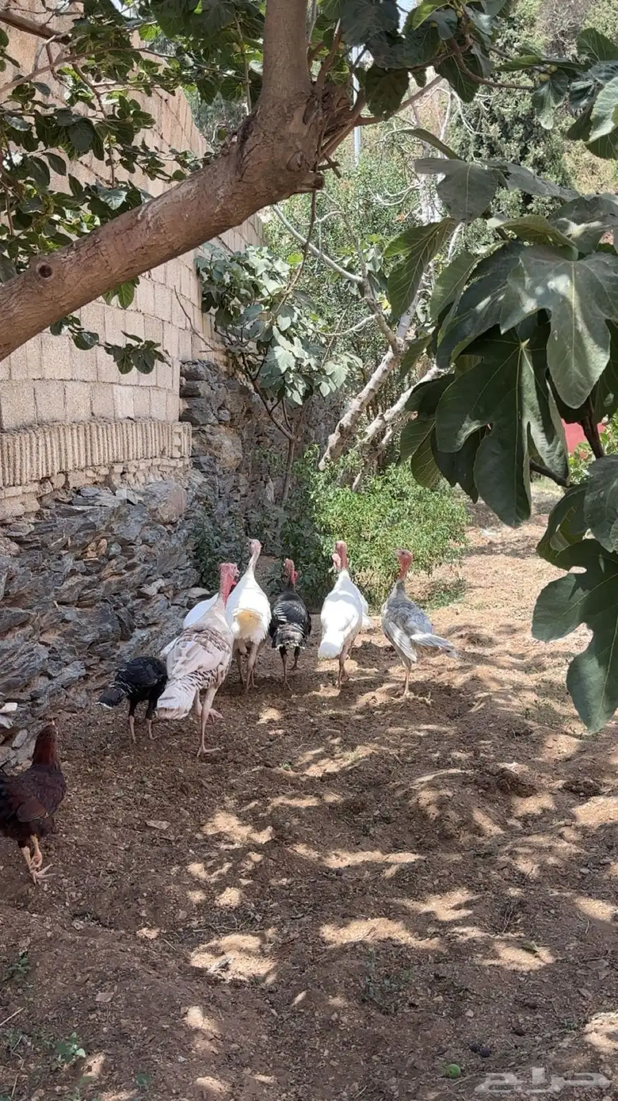 رومي العدد 7 7