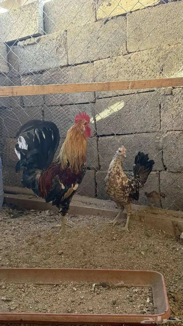 للبيع دجاج عربي ماكنتوش دم صافي 2