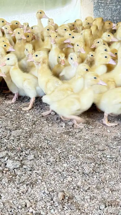 صوص بط بكيني 0