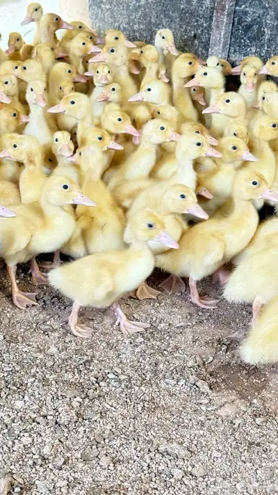 صوص بط بكيني 3