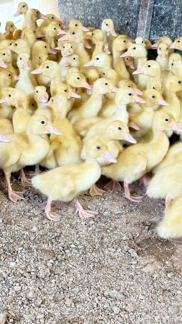 صوص بط بكيني 3