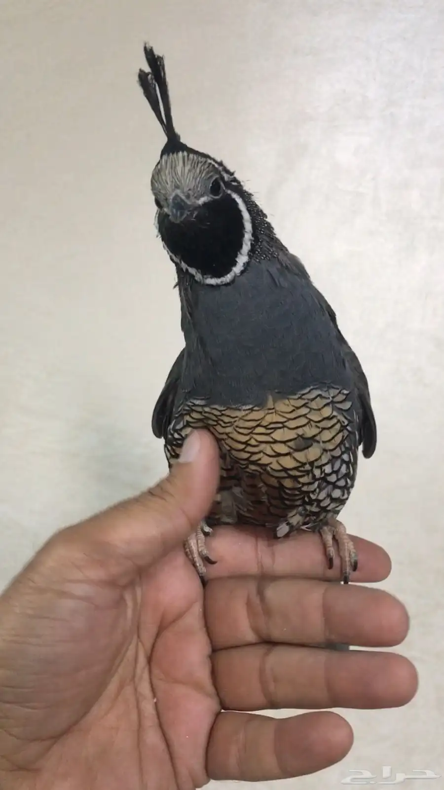 سمان كاليفورنيا 3
