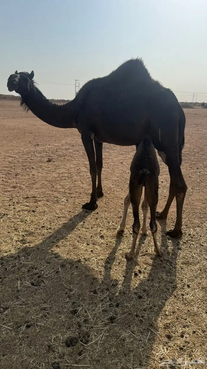 ناقه خلفه 0