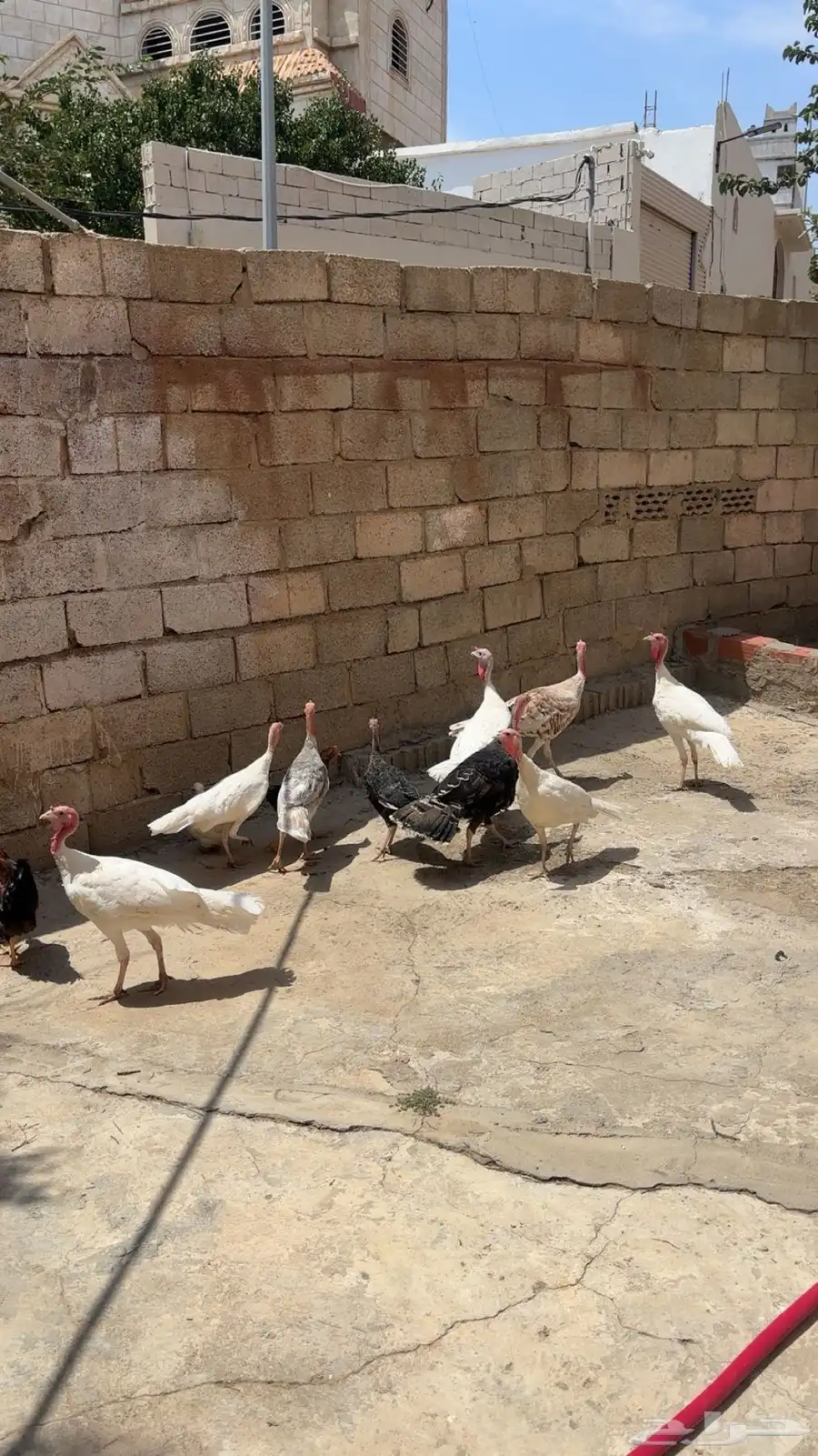 رومي العدد 7 5