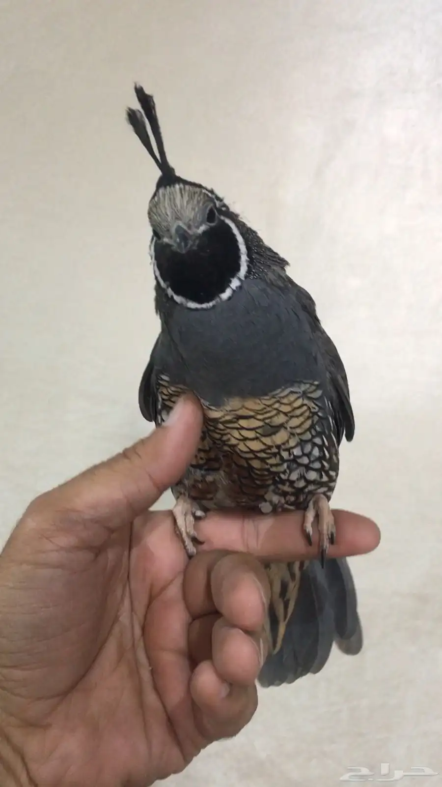 سمان كاليفورنيا 6