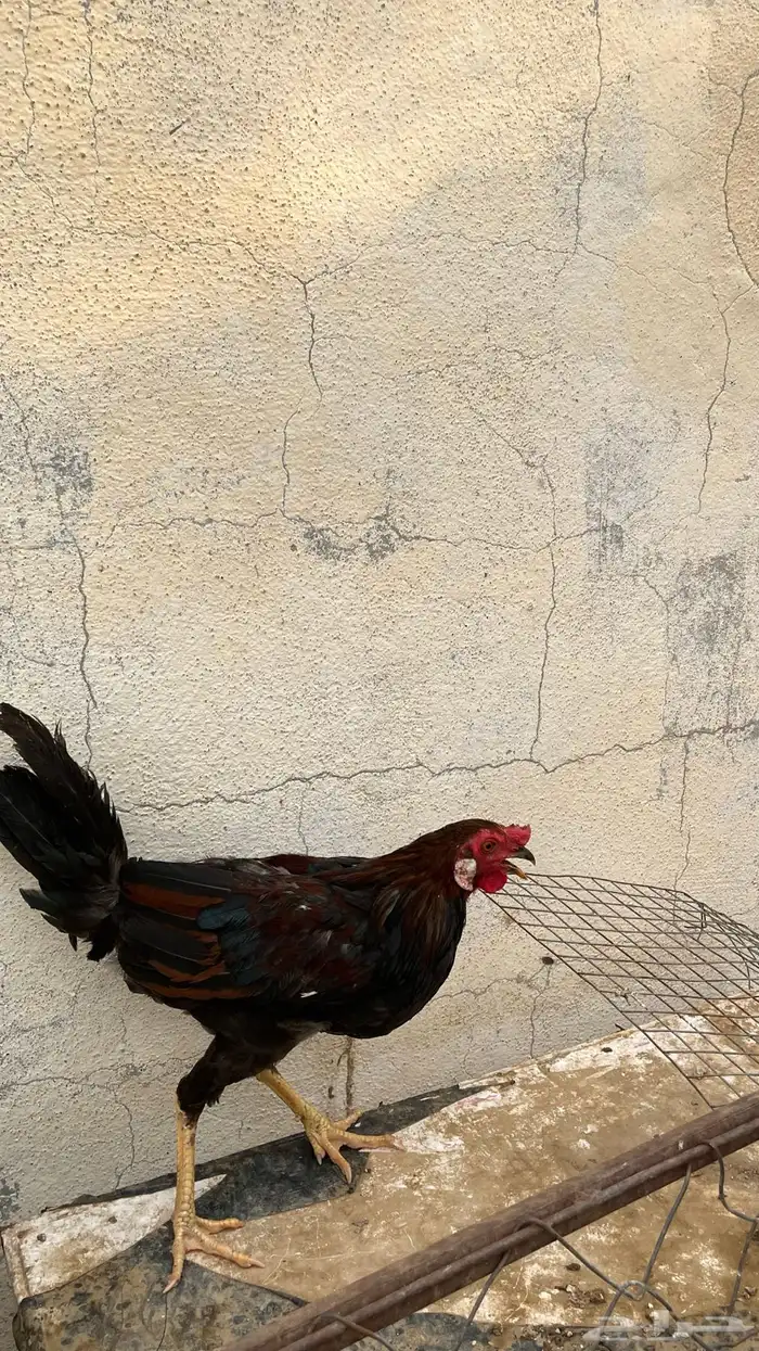 ديوكه للبيع 2