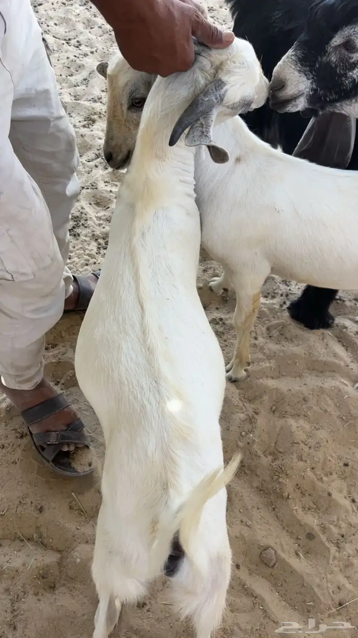 تيوس جنوبيه جذعان ويوجد خدمة الذبح والتوصيل 0