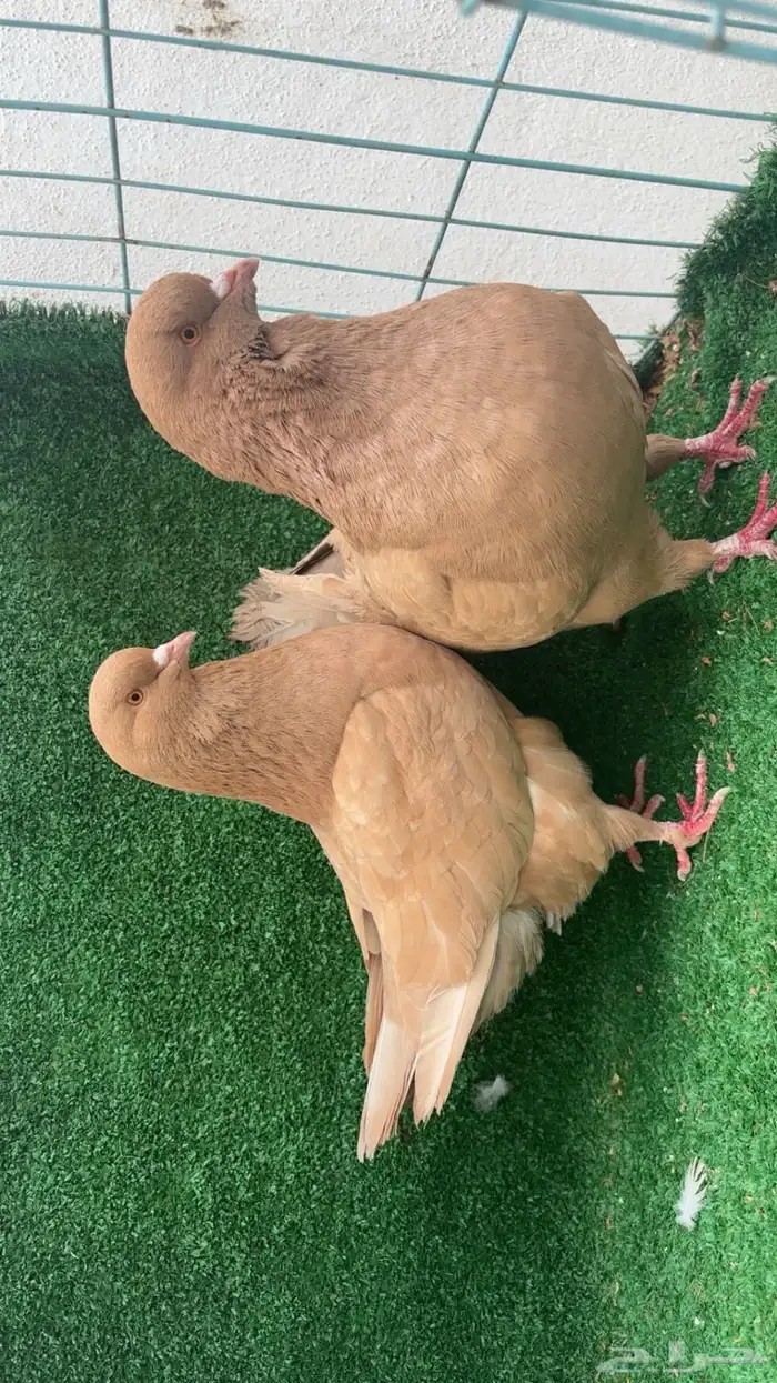 كنق tob تم البيع 3
