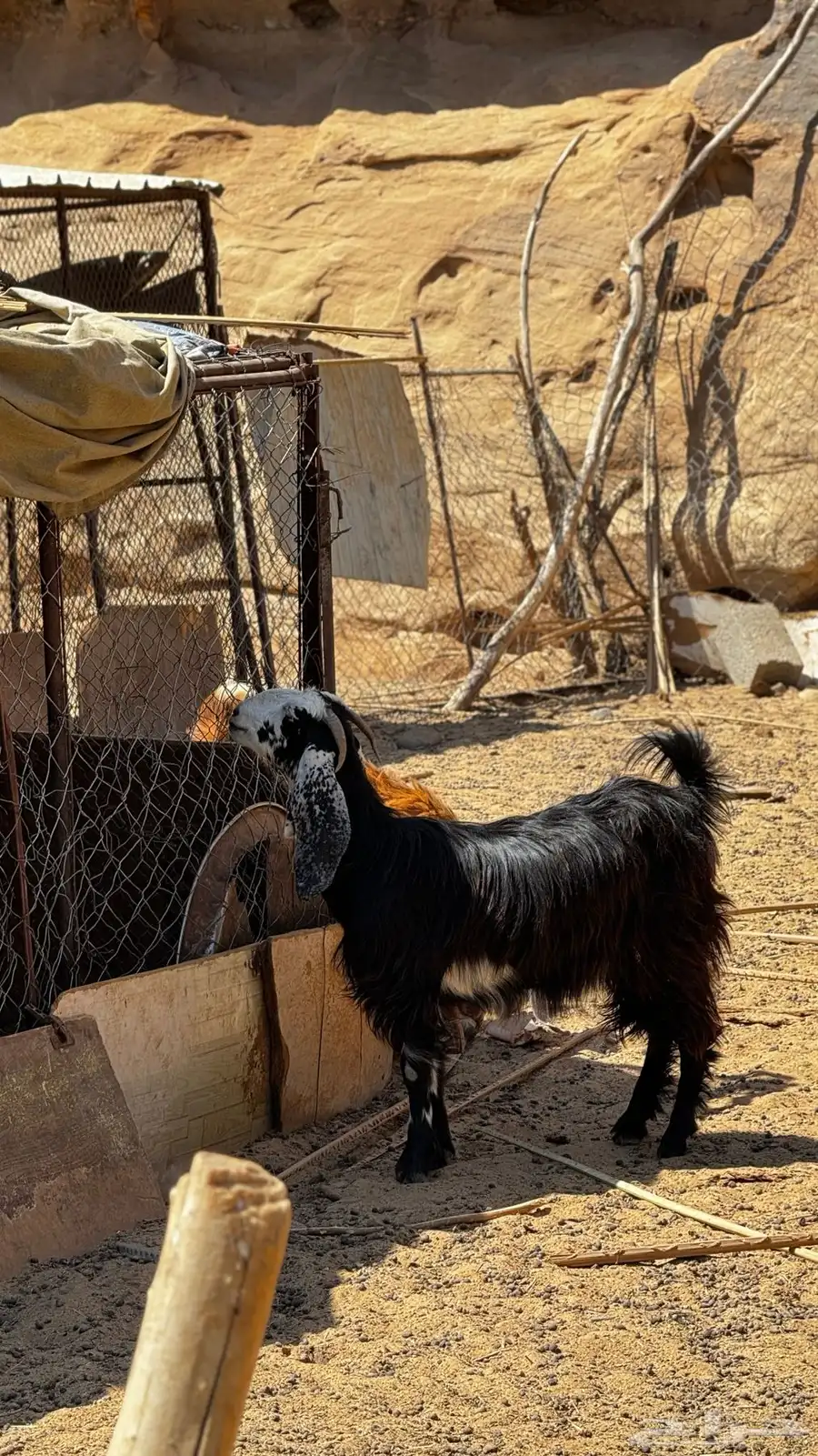 معزا وبهم 2