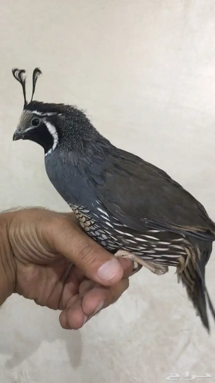 سمان كاليفورنيا 5
