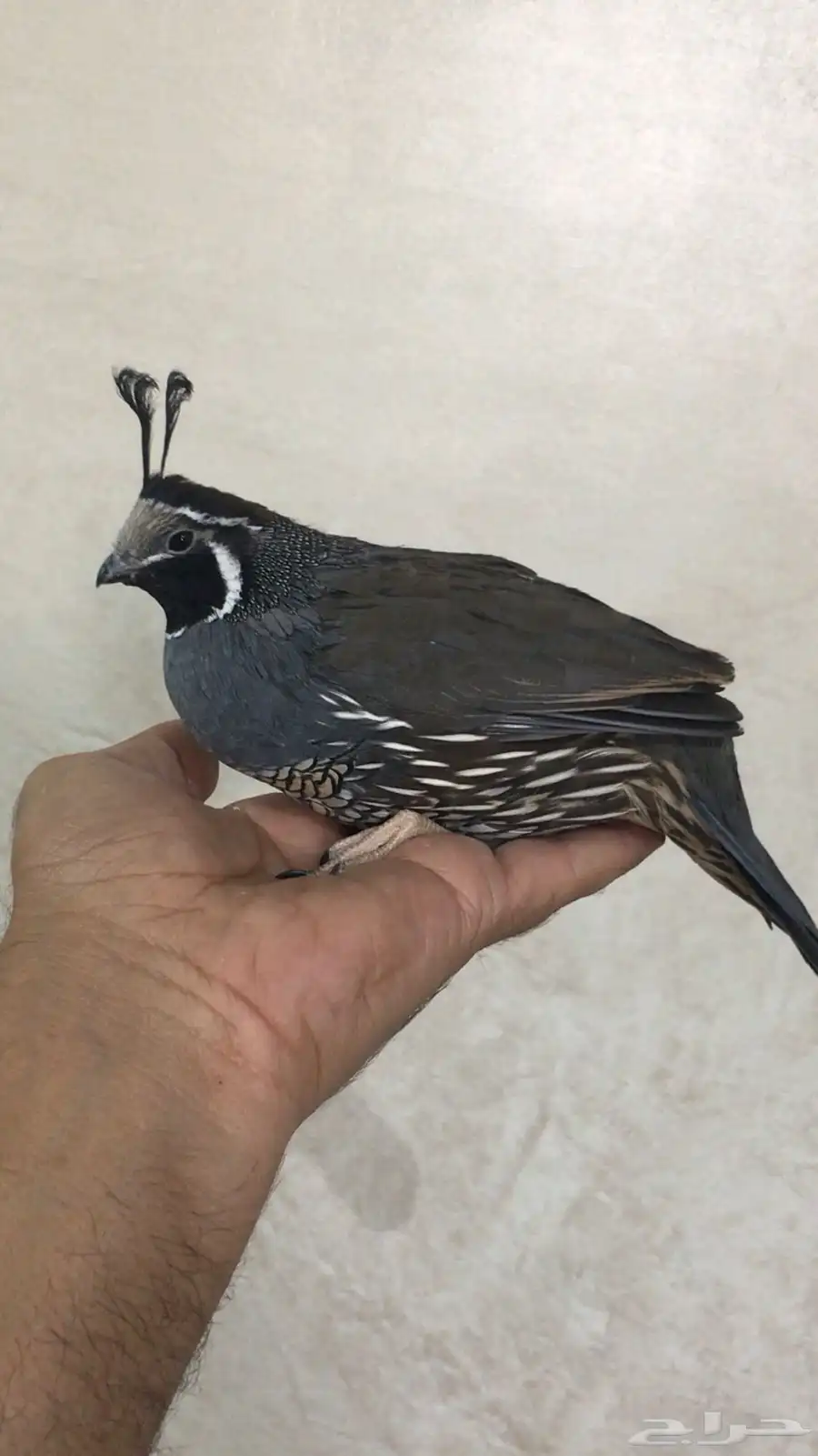 سمان كاليفورنيا 8