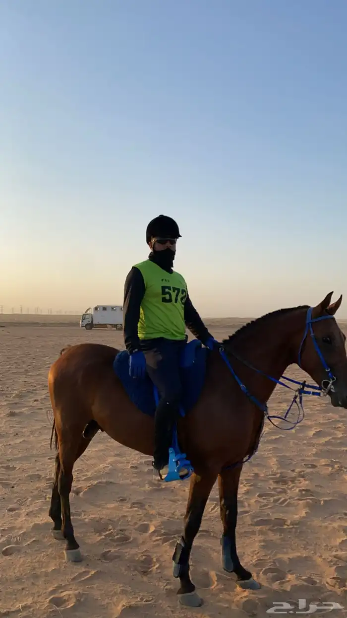 مربط عقيق المدينة للخيول العربية 1