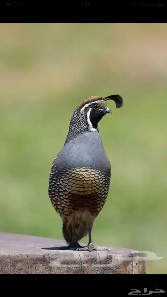 سمان كاليفورنيا 23