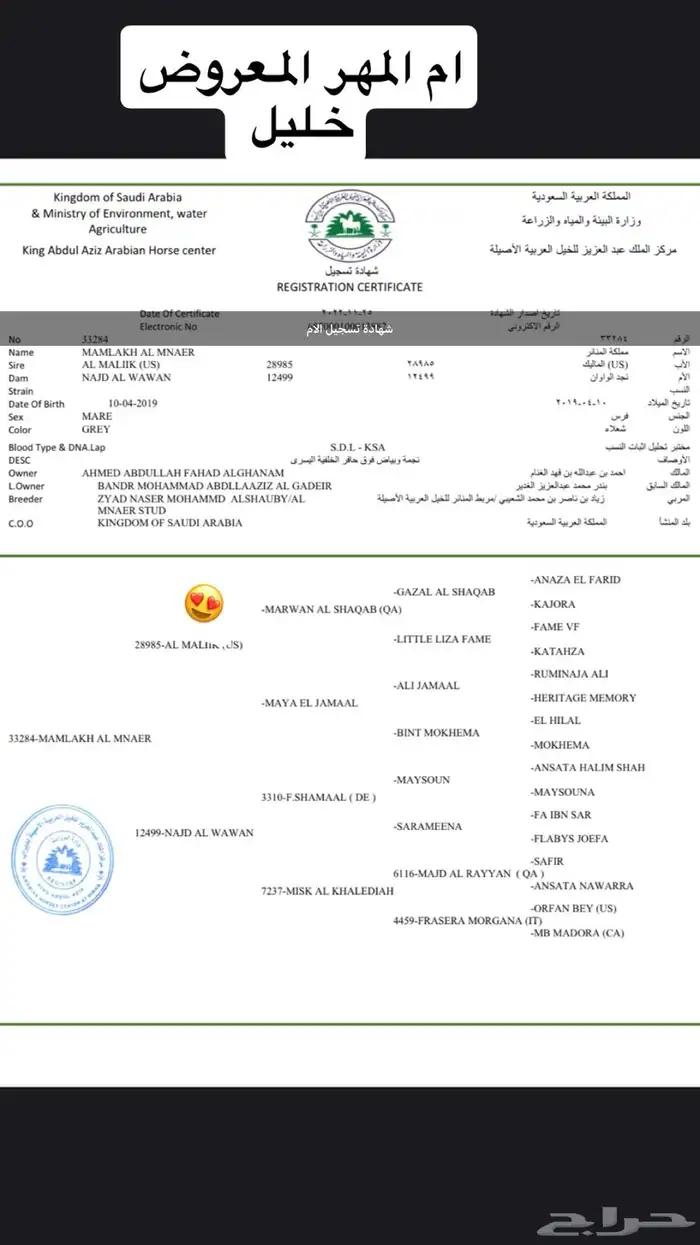 خيل عربي اصيل 2