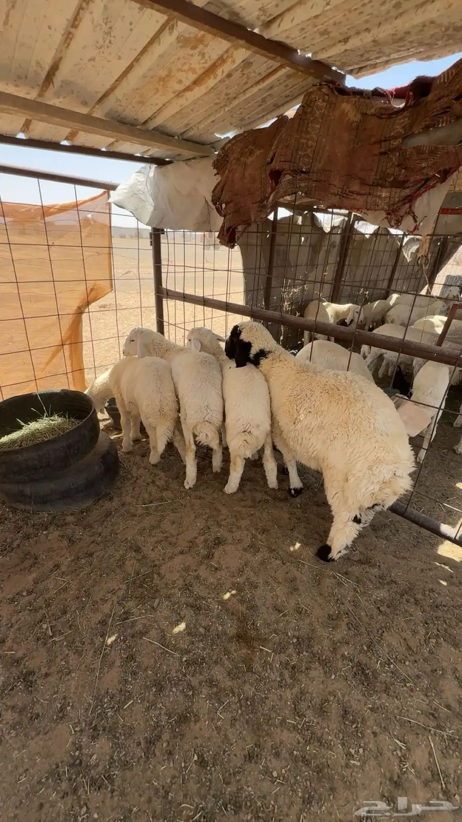 طليان للبيع تربيه وفحل مشروط 6
