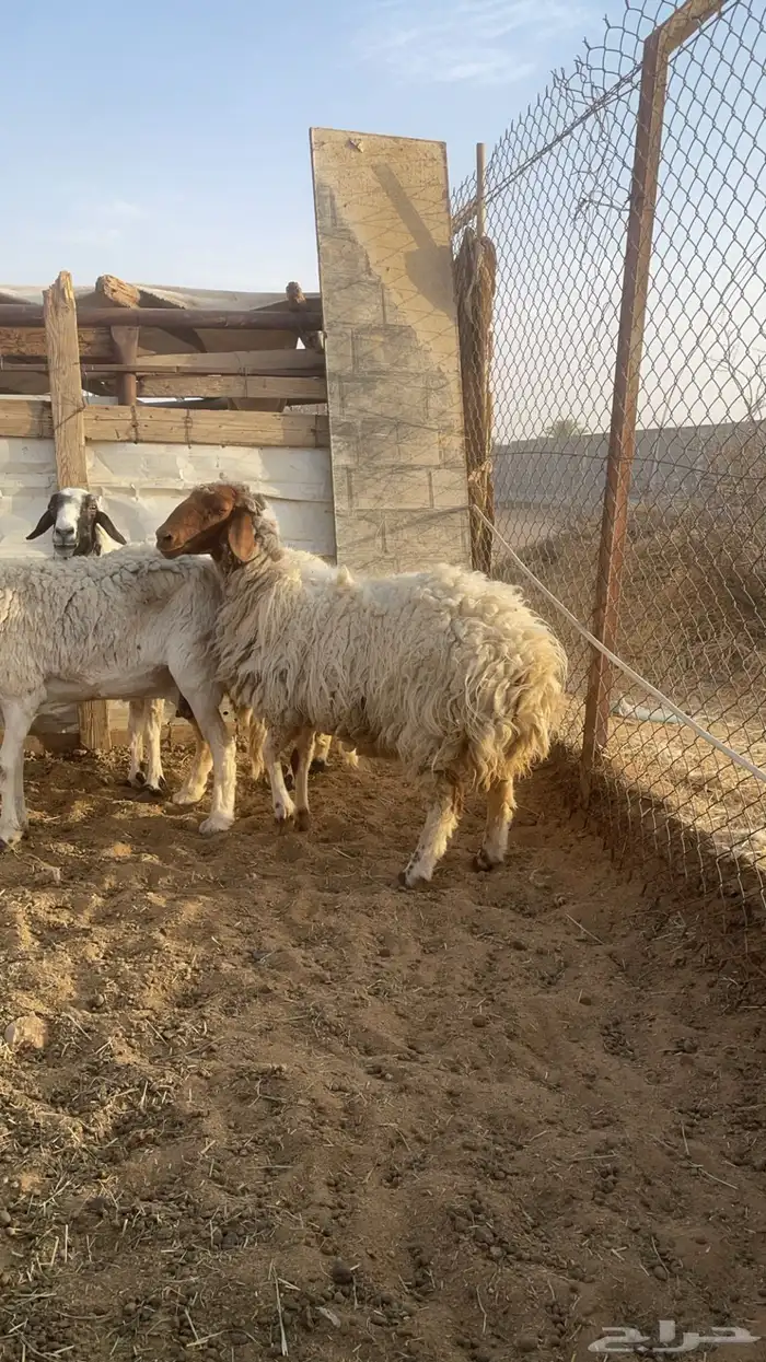 نعيميه ثنيه(( تم البيع)) 0