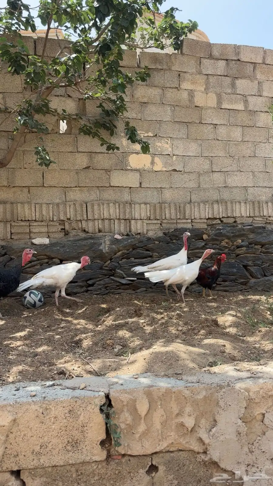 رومي العدد 7 2